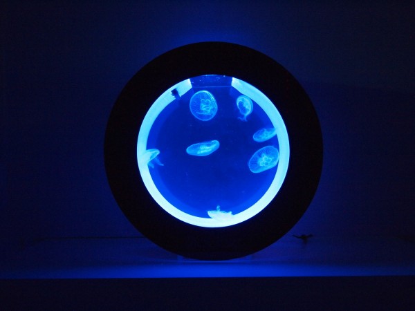 Orbit 20 Desktop Jellyfish Aquarium » Petagadget