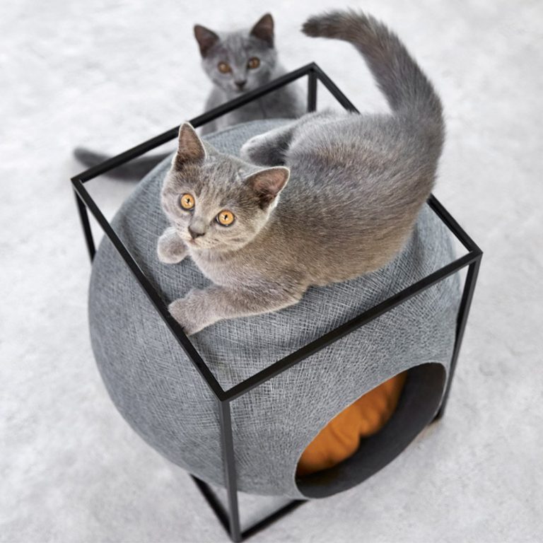 cat cube toy