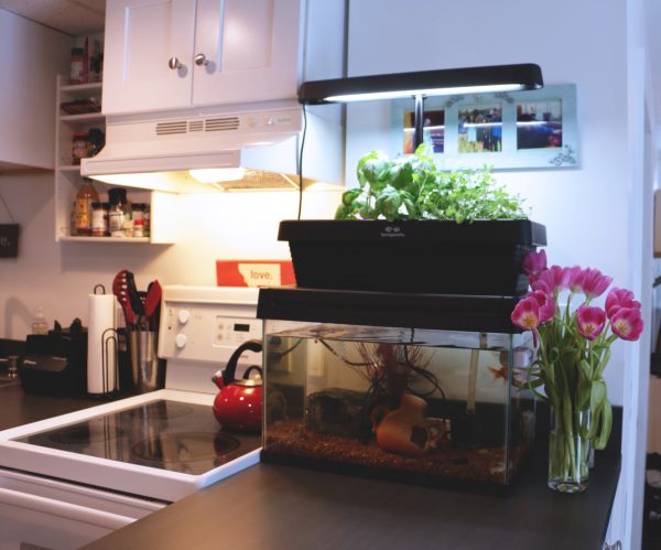 aquaponics - wiktionary