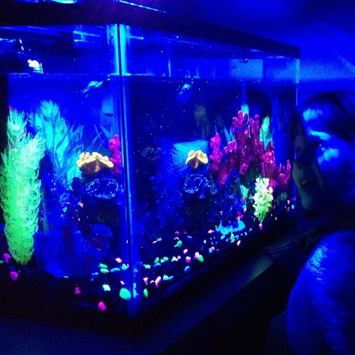 GloFish Aquarium Kit » Petagadget - 1472246707210162277 Fc4e666fe9c9 1140x1140