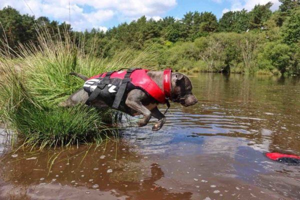 ezydog float device