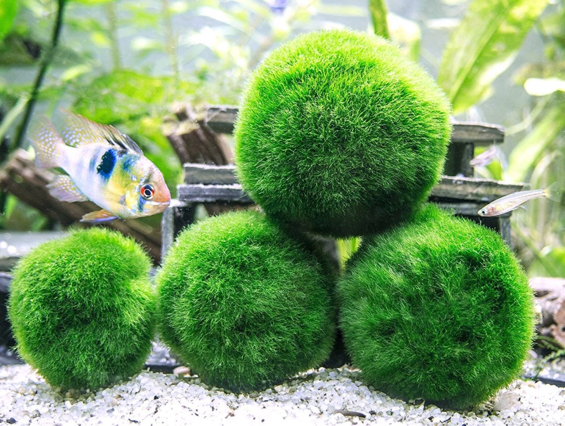 6 Marimo Moss Ball Variety Pack » Petagadget