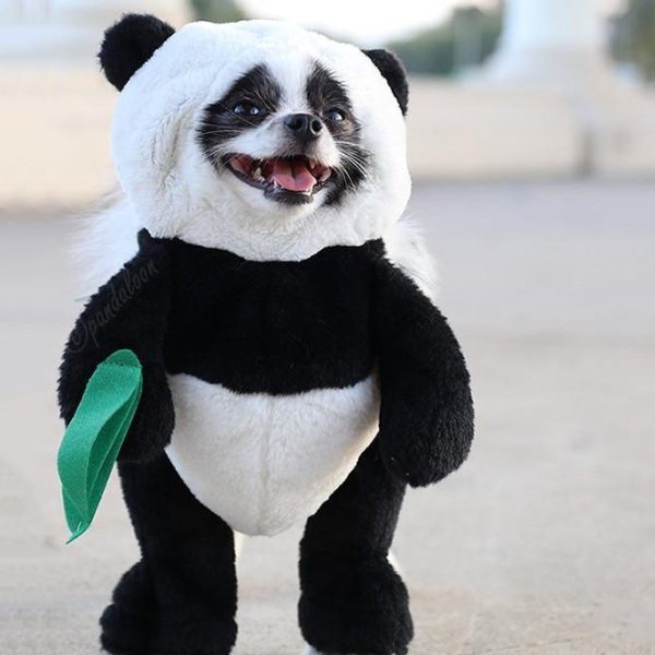 panda bear dog toy