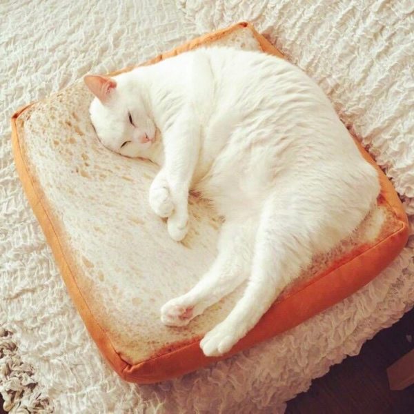 Toast Cat Pad » Petagadget