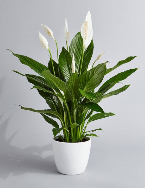 Peace Lily Air Purifying Plant Easy Care Low Light » Petagadget