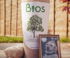 Biodegradable Pet Urn Tree Kit » Petagadget