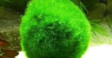 New Marimo Moss 3 Balls 0.5 inch 1.3cm Cladophora Live