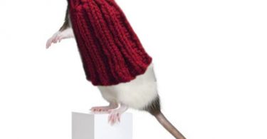 Pet Rat Sweater Cozy Unique Extra Stretchy One-Size-Fits-Most